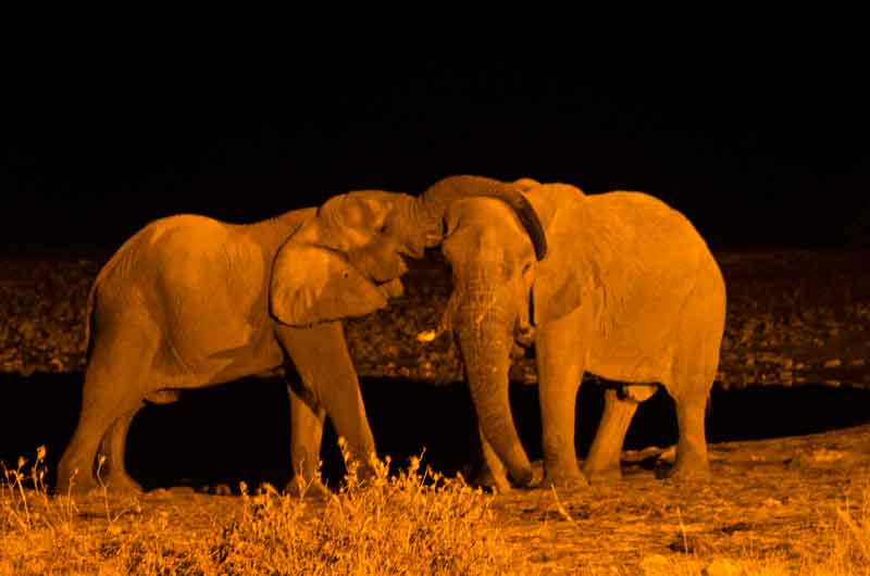 94 - Namibia - elefantes - imagen nocturna - Okaukuejo - parque nacional de Etosha